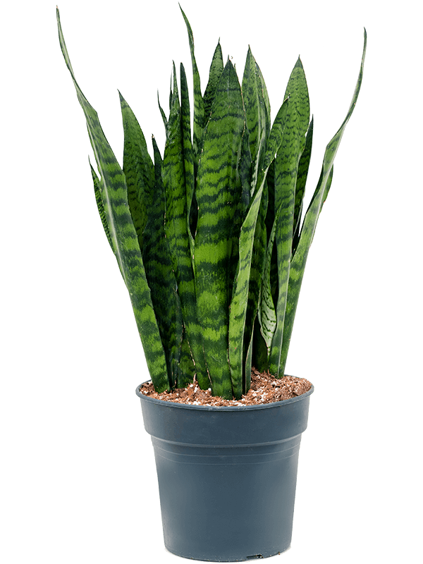 Sansevieria zeylanica Tuft, 41801 - Foto 82895