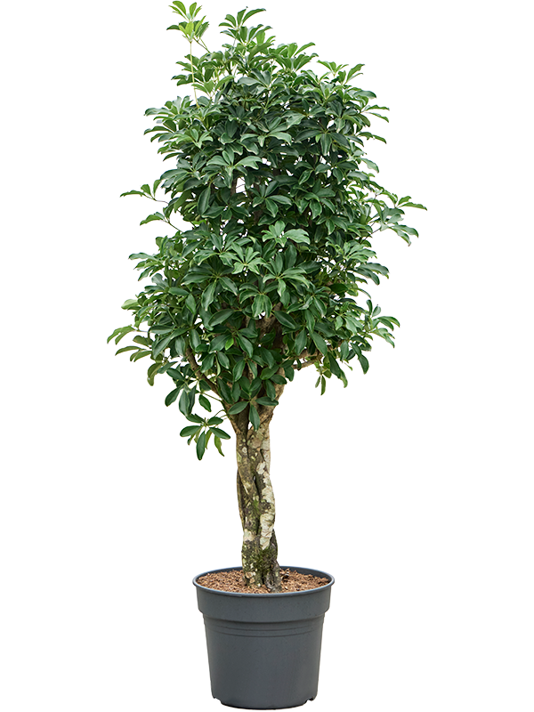 Schefflera arboricola 'Compacta' Stem braided - Foto 82904