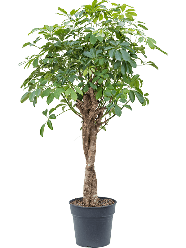 Schefflera arboricola 'Compacta' Stem twist - Foto 82910