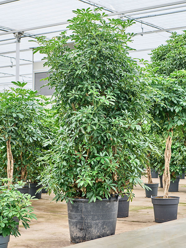 Schefflera arboricola 'Compacta' Branched - Foto 82911