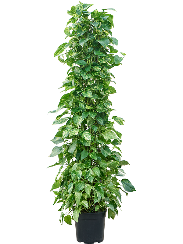 Scindapsus (Epipremnum) 'Aureum' Column - Foto 82920