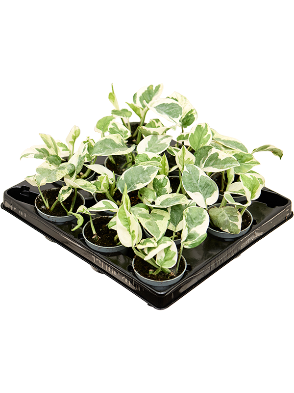 Scindapsus (Epipremnum) 'N'joy' 12/tray - Foto 82930