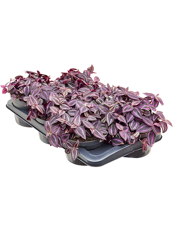 Tradescantia Jewel Red 6/tray Tuft - Foto 82959