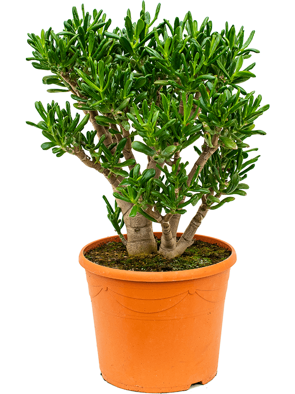 Crassula ovata 'Gollum' Bush - Foto 82972