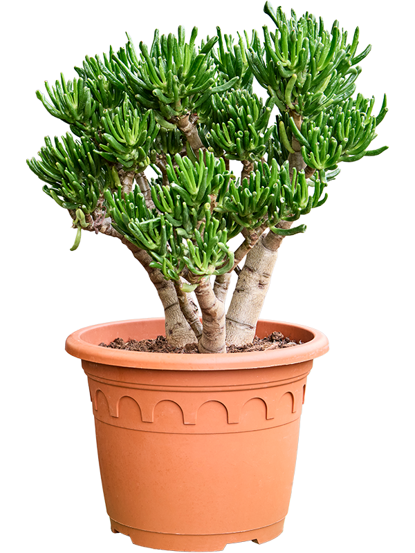 Crassula ovata 'Horn Tree' Bush - Foto 82976