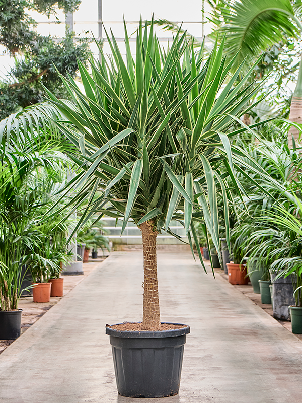 Yucca elephantipes 'Puck' (200-220) Stem - Foto 82982