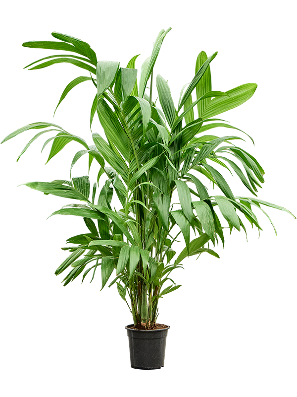 Areca triandra Bush - Foto 82984