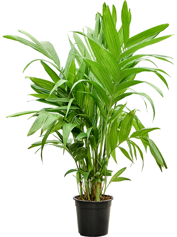 Areca triandra Bush - Foto 82985