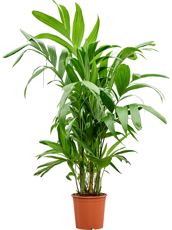 Areca triandra Bush - Foto 82986