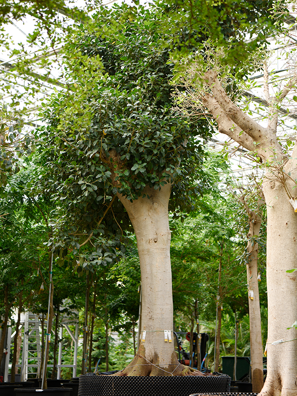 Ficus rubiginosa 'Australis' Stem - Foto 83011