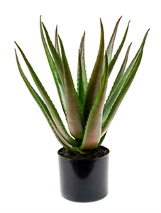 Aloe plant Tuft (16 lvs.)