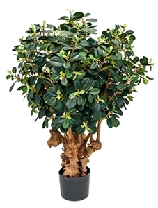 Ficus panda Bonsai (1500 lvs.)