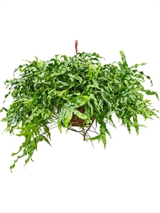 Microsorum diversifolium Hanger