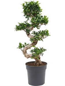 Ficus microcarpa 'Compacta' S-stem
