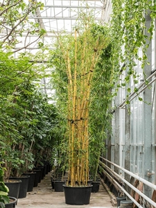 Bambusa vulgaris Multi stem