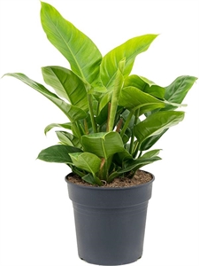 Philodendron `Imperial Green' Bush