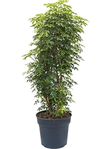 Schefflera arboricola 'Luseana' Branched/column