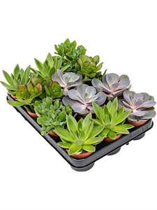 Succulenten mix 12/tray