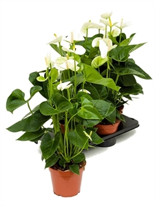 Anthurium andraeanum 'Sierra White' 4/tray Bush White