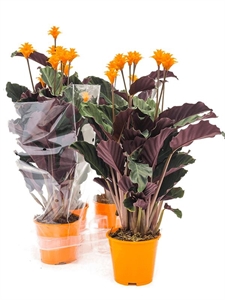 {{photo.Alt || photo.Description || 'Calathea crocata &#39;Tassmania&#39; 4/tray 5-6 Flowers'}}
