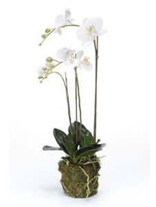 Phalaenopsis White