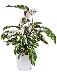 Calathea 'Fusion White'