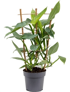 Philodendron ‘Silver Queen’ Rack