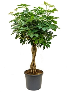 {{photo.Alt || photo.Description || 'Schefflera arboricola &#39;Compacta&#39; Stem braided'}}