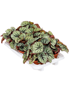 Begonia 'Fedor' 6/tray