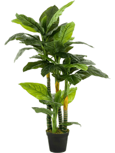 Spathiphyllum Tuft (3x)