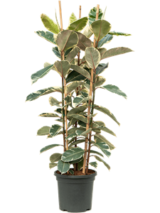Ficus elastica 'Tineke' Tuft 3pp