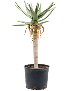 Aloe dichotoma Stem