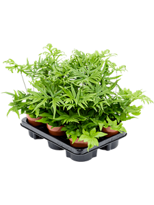 {{productViewItem.photos[photoViewList.activeNavIndex].Alt || productViewItem.photos[photoViewList.activeNavIndex].Description || 'Doryopteris pedata 6/tray'}}