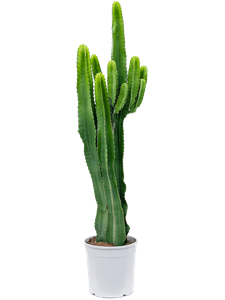 Euphorbia erytrea