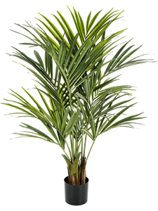 Kentia 6' palm (250 lvs.)