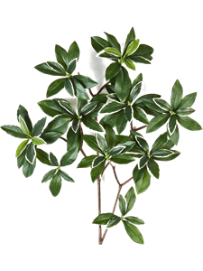 Euonymus japonicus Branch
