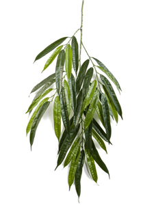 Ficus longifolia Branch