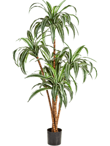 Dracaena Branched