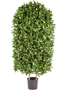 Laurus nobilis Hedge