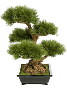 Pinus Bonsai Typ 2