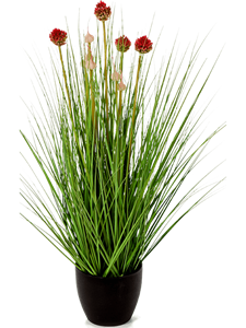Grass Allium Tuft w/red Fl.