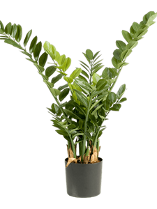 {{productViewItem.photos[photoViewList.activeNavIndex].Alt || productViewItem.photos[photoViewList.activeNavIndex].Description || 'Zamioculcas Tuft'}}