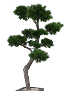 Pinus bonzai