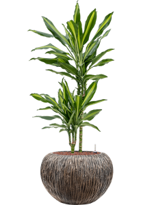 Dracaena fragrans 'Cintho' in Baq Luxe Lite Universe