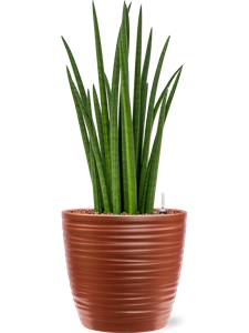 Sansevieria cylindrica 'Spikes' in Groove
