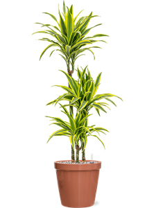 Dracaena fragrans 'Lemon Lime' in Feliz, 26201