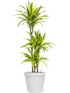 Dracaena fragrans 'Lemon Lime' in Feliz, 26202