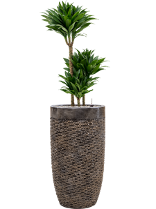 Dracaena fragrans 'Compacta' in Baq Luxe Lite Universe Layer, 26248