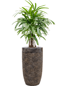 Rhapis excelsa in Baq Luxe Lite Universe Layer, 26252