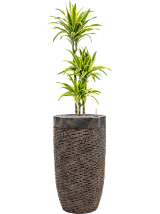 Dracaena fragrans 'Lemon Lime' in Baq Luxe Lite Universe, 26257